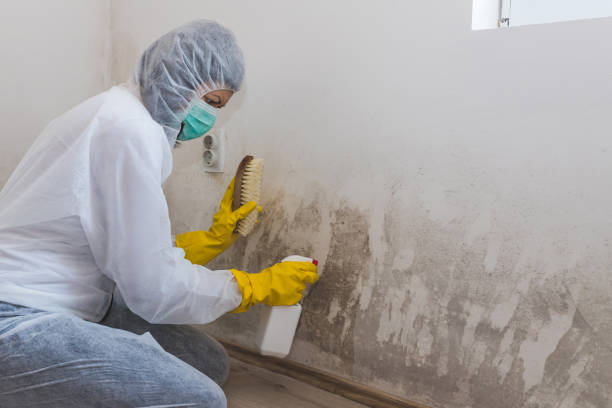 Best Emergency Mold Removal  in North Rock Springs, WY