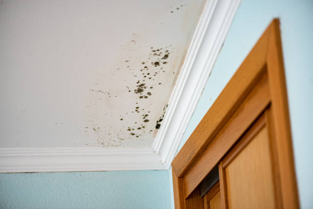 Best Mold Removal Company Near Me  in North Rock Springs, WY