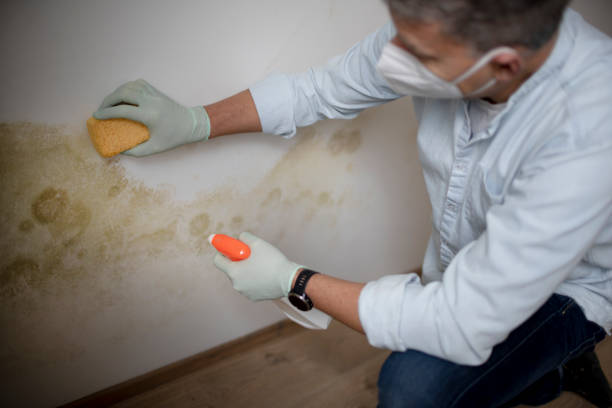 Mold Removal and Inspection