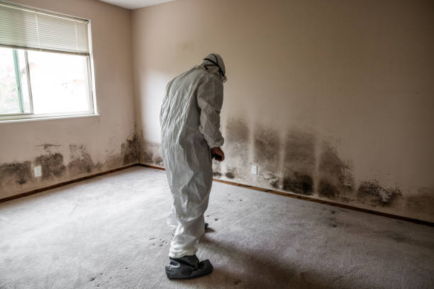 Best Professional Mold Removal  in North Rock Springs, WY