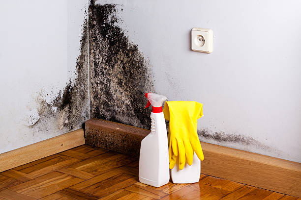  North Rock Springs, WY Mold Removal Pros