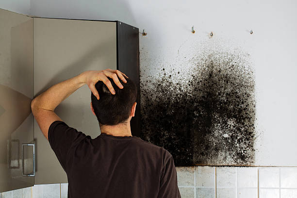 Best Same-Day Mold Removal  in North Rock Springs, WY