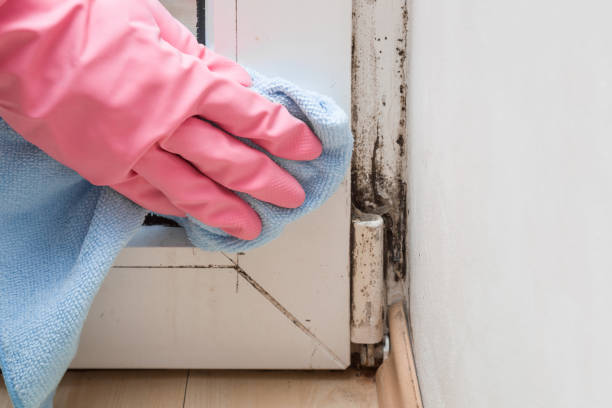 Best Mold Remediation  in North Rock Springs, WY